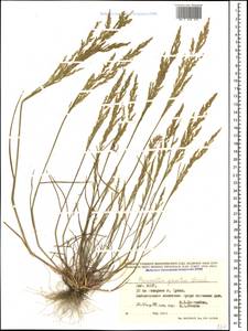 Puccinellia gigantea (Grossh.) Grossh., Caucasus, Dagestan (K2) (Russia)