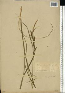 Carex acuta L., Eastern Europe, South Ukrainian region (E12) (Ukraine)