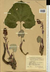 Petasites hybridus (L.) G. Gaertn., B. Mey. & Scherb., Eastern Europe, Moscow region (E4a) (Russia)