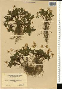 Viola ruppii All., Caucasus, South Ossetia (K4b) (South Ossetia)