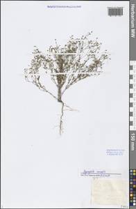 Psammophiliella muralis (L.) Ikonn., Middle Asia, Caspian Ustyurt & Northern Aralia (M8) (Kazakhstan)