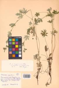 Potentilla argentea L., Siberia, Russian Far East (S6) (Russia)