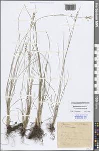 Juncus compressus Jacq., Eastern Europe, Central forest-and-steppe region (E6) (Russia)