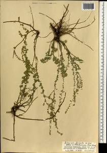 Artemisia frigida Willd., Mongolia (MONG) (Mongolia)