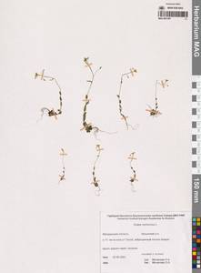 Draba nemorosa L., Siberia, Chukotka & Kamchatka (S7) (Russia)