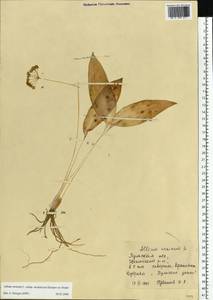 Allium ursinum L., Eastern Europe, Central region (E4) (Russia)