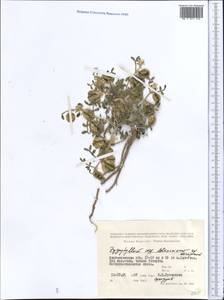 Zygophyllum lehmannianum Bunge, Middle Asia, Caspian Ustyurt & Northern Aralia (M8) (Kazakhstan)
