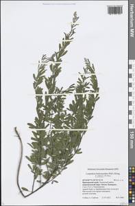 Lespedeza juncea (L.f.) Pers., Siberia, Russian Far East (S6) (Russia)