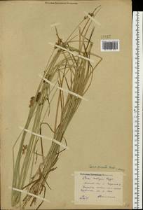 Carex spicata subsp. spicata, Eastern Europe, Moscow region (E4a) (Russia)
