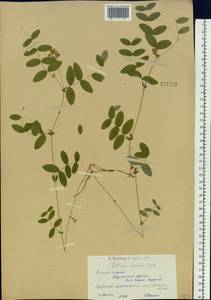 Lathyrus humilis (Ser.) Fisch. ex Spreng., Siberia, Western (Kazakhstan) Altai Mountains (S2a) (Kazakhstan)