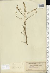 Lepidium ruderale L., Eastern Europe, Moscow region (E4a) (Russia)