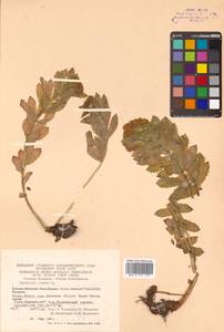 Rhodiola rosea L., Siberia, Chukotka & Kamchatka (S7) (Russia)