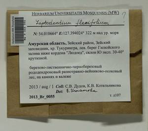 Leptodontium flexifolium (Dicks.) Hampe ex Lindb., Bryophytes, Bryophytes - Russian Far East (excl. Chukotka & Kamchatka) (B20) (Russia)
