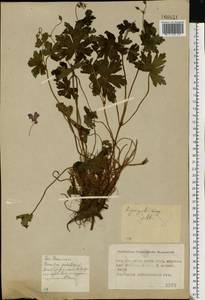 Geranium palustre L., Eastern Europe, Moscow region (E4a) (Russia)