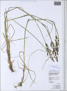 Calamagrostis inexpansa A.Gray, Siberia, Chukotka & Kamchatka (S7) (Russia)