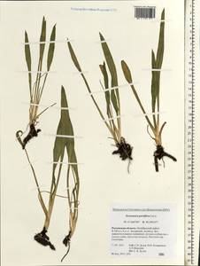 Scorzonera parviflora Jacq., Eastern Europe, Rostov Oblast (E12a) (Russia)