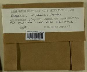 Dicranum scoparium Hedw., Bryophytes, Bryophytes - Moscow City & Moscow Oblast (B6a) (Russia)