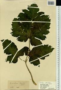 Heracleum dissectum Ledeb., Siberia, Russian Far East (S6) (Russia)