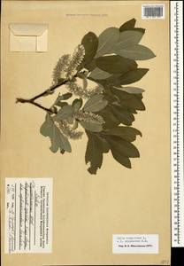 Salix aegyptiaca L., Caucasus, Dagestan (K2) (Russia)