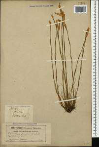 Dianthus fragrans M. Bieb., Caucasus, Stavropol Krai, Karachay-Cherkessia & Kabardino-Balkaria (K1b) (Russia)
