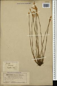 Dianthus fragrans Bieb., Caucasus, Stavropol Krai, Karachay-Cherkessia & Kabardino-Balkaria (K1b) (Russia)