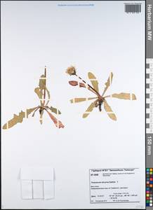 Taraxacum bicorne Dahlst., Siberia, Central Siberia (S3) (Russia)