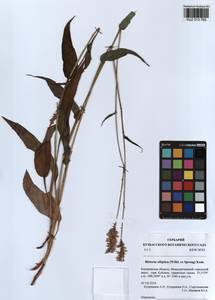 Bistorta elliptica (Willd. ex Spreng.) Kom., Siberia, Altai & Sayany Mountains (S2) (Russia)