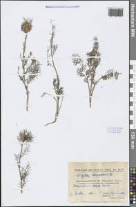 Nigella damascena L., Eastern Europe, North Ukrainian region (E11) (Ukraine)