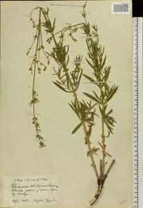 Silene sibirica (L.) Pers., Eastern Europe, Eastern region (E10) (Russia)