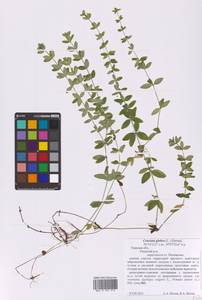 Cruciata glabra (L.) Opiz, Eastern Europe, North-Western region (E2) (Russia)