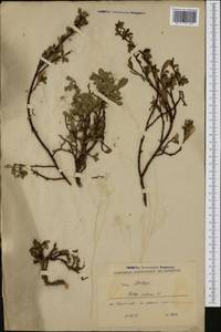 Salix retusa L., Western Europe (EUR) (Slovenia)