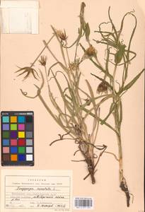 Tragopogon orientalis L., Eastern Europe, Moscow region (E4a) (Russia)