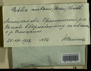 Pohlia nutans (Hedw.) Lindb., Bryophytes, Bryophytes - Central forest-and-steppe region (B10) (Russia)