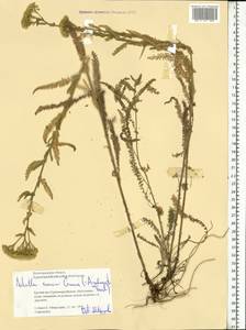 Achillea ×submicrantha Tzvelev, Eastern Europe, Lower Volga region (E9) (Russia)