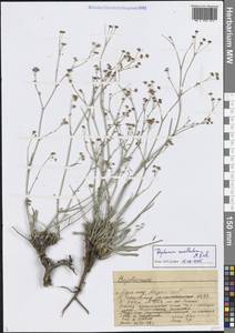 Bupleurum exaltatum M.Bieb., Middle Asia, Western Tian Shan & Karatau (M3) (Kyrgyzstan)