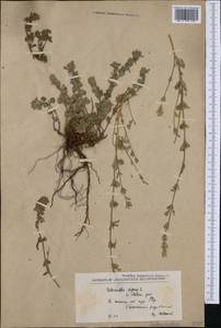 Clinopodium alpinum (L.) Kuntze, Western Europe (EUR) (North Macedonia)