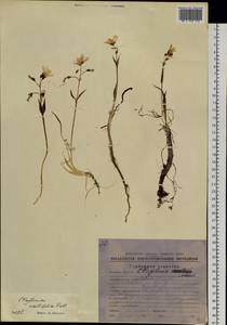 Claytonia acutifolia Pall. ex Willd., Siberia, Chukotka & Kamchatka (S7) (Russia)