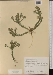 Lepidium meyeri subsp. meyeri, Western Europe (EUR) (France)