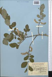 Salix iliensis Regel, Middle Asia, Dzungarian Alatau & Tarbagatai (M5) (Kazakhstan)