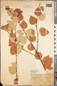 Betula pubescens Ehrh., Eastern Europe, Northern region (E1) (Russia)