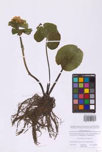 Caltha palustris L., Eastern Europe, Moscow region (E4a) (Russia)