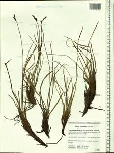 Carex rigidioides (Gorodkov) V.I.Krecz., Siberia, Russian Far East (S6) (Russia)