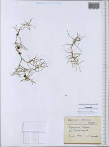 Asparagus persicus Baker, Middle Asia, Karakum (M6) (Turkmenistan)