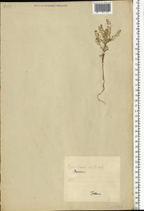 Lepidium ruderale L., Eastern Europe, Estonia (E2c) (Estonia)
