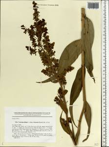 Veratrum lobelianum Bernh., Eastern Europe, Central forest-and-steppe region (E6) (Russia)