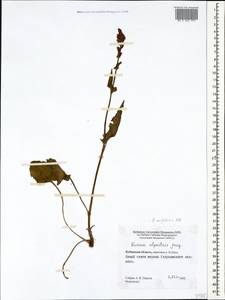 Rumex arifolius All., Caucasus, Stavropol Krai, Karachay-Cherkessia & Kabardino-Balkaria (K1b) (Russia)