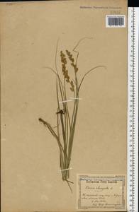 Carex elongata L., Eastern Europe, North Ukrainian region (E11) (Ukraine)