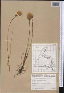 Eriophorum medium Andersson, America (AMER) (Canada)