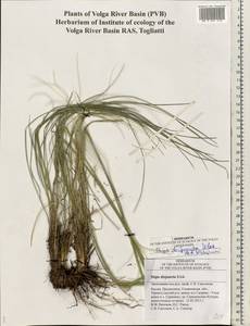 Stipa korshinskyi Roshev., Eastern Europe, Middle Volga region (E8) (Russia)