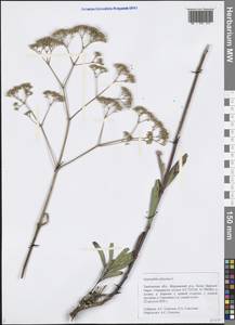 Gypsophila altissima L., Eastern Europe, Central forest-and-steppe region (E6) (Russia)